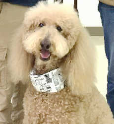 awarddog1